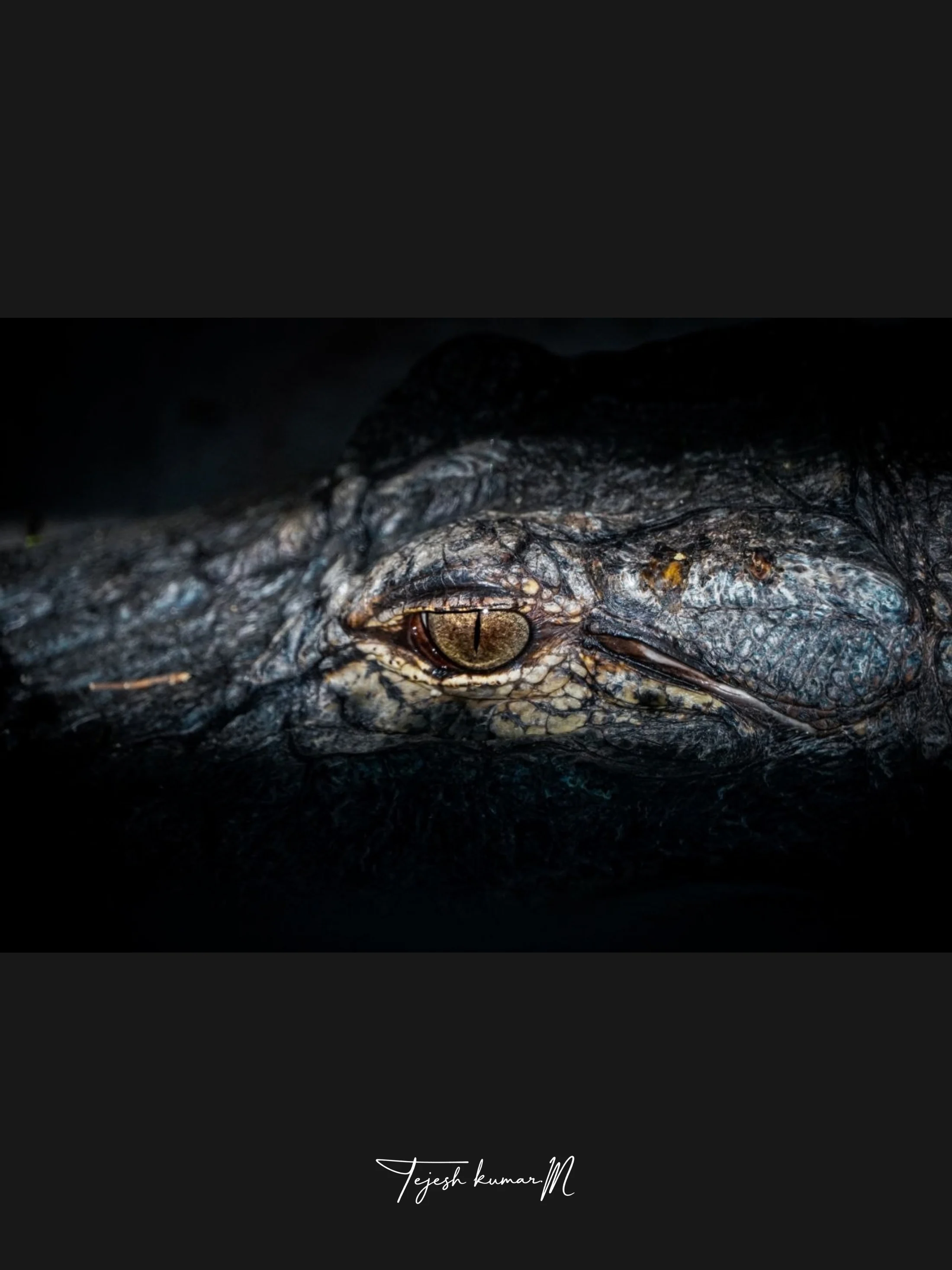 Close view of a reptile eye emerging from darkness