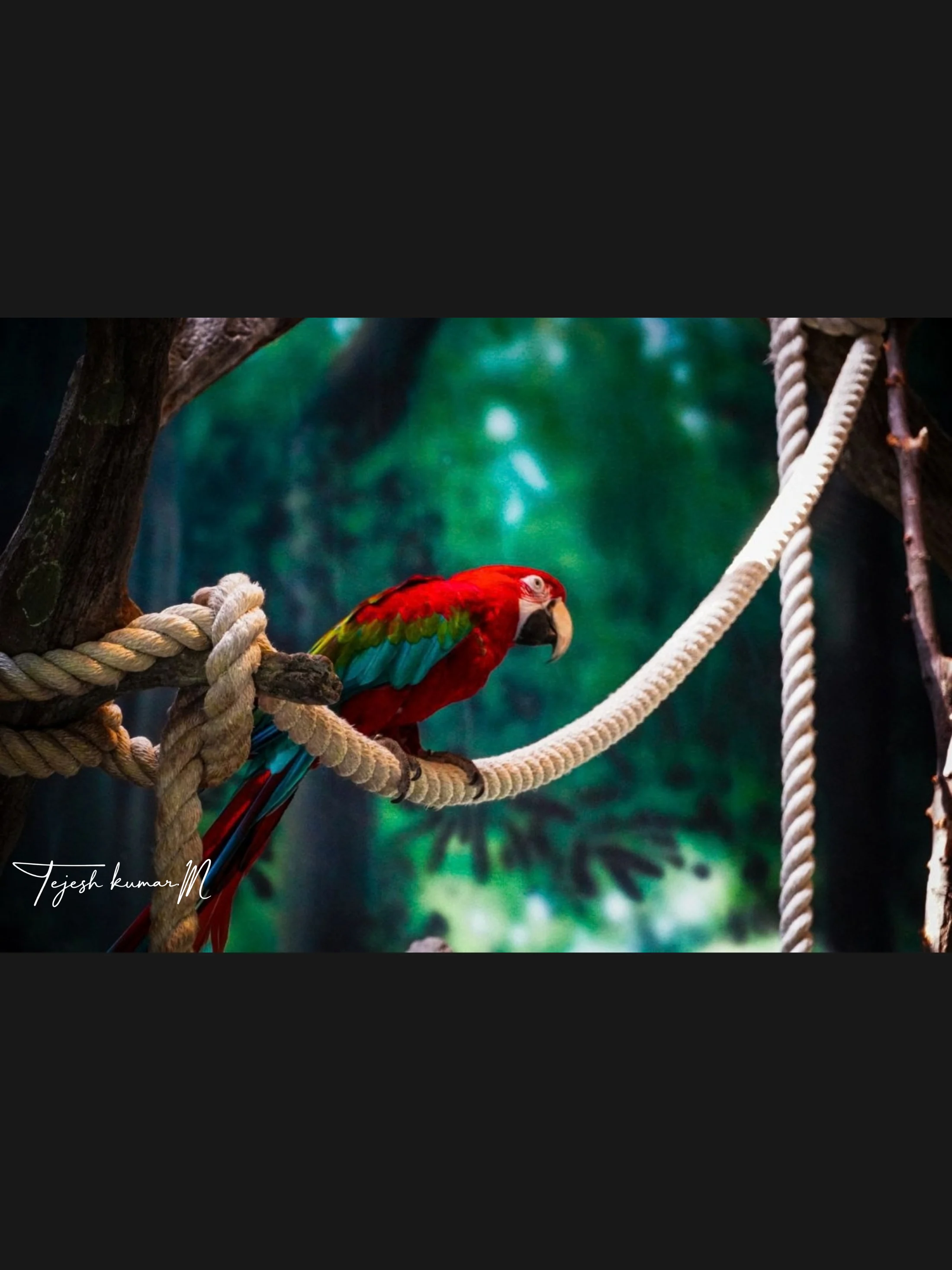 A red and green parrot on rope against a soft green background