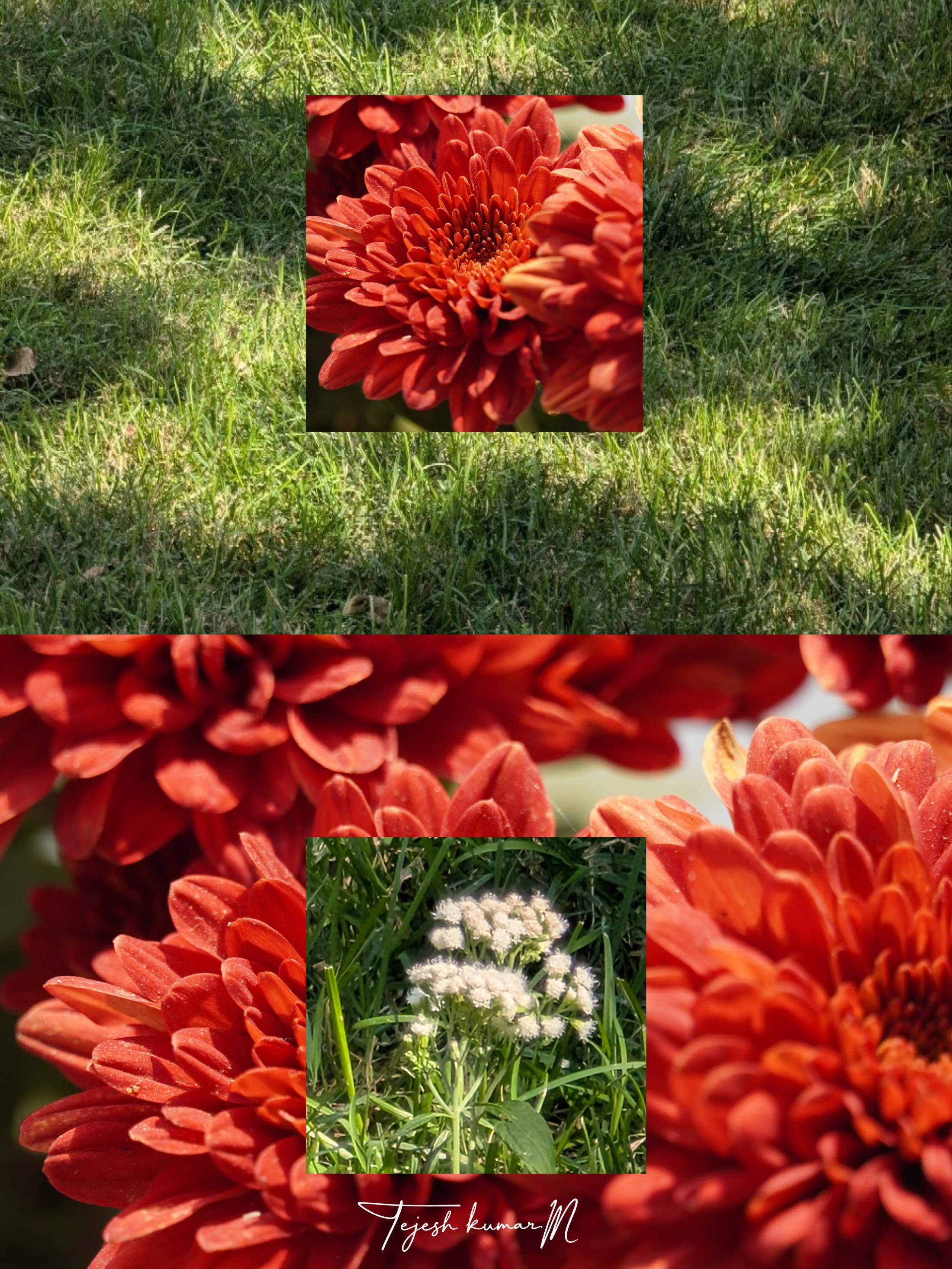 A two-part collage of red flowers and greenery