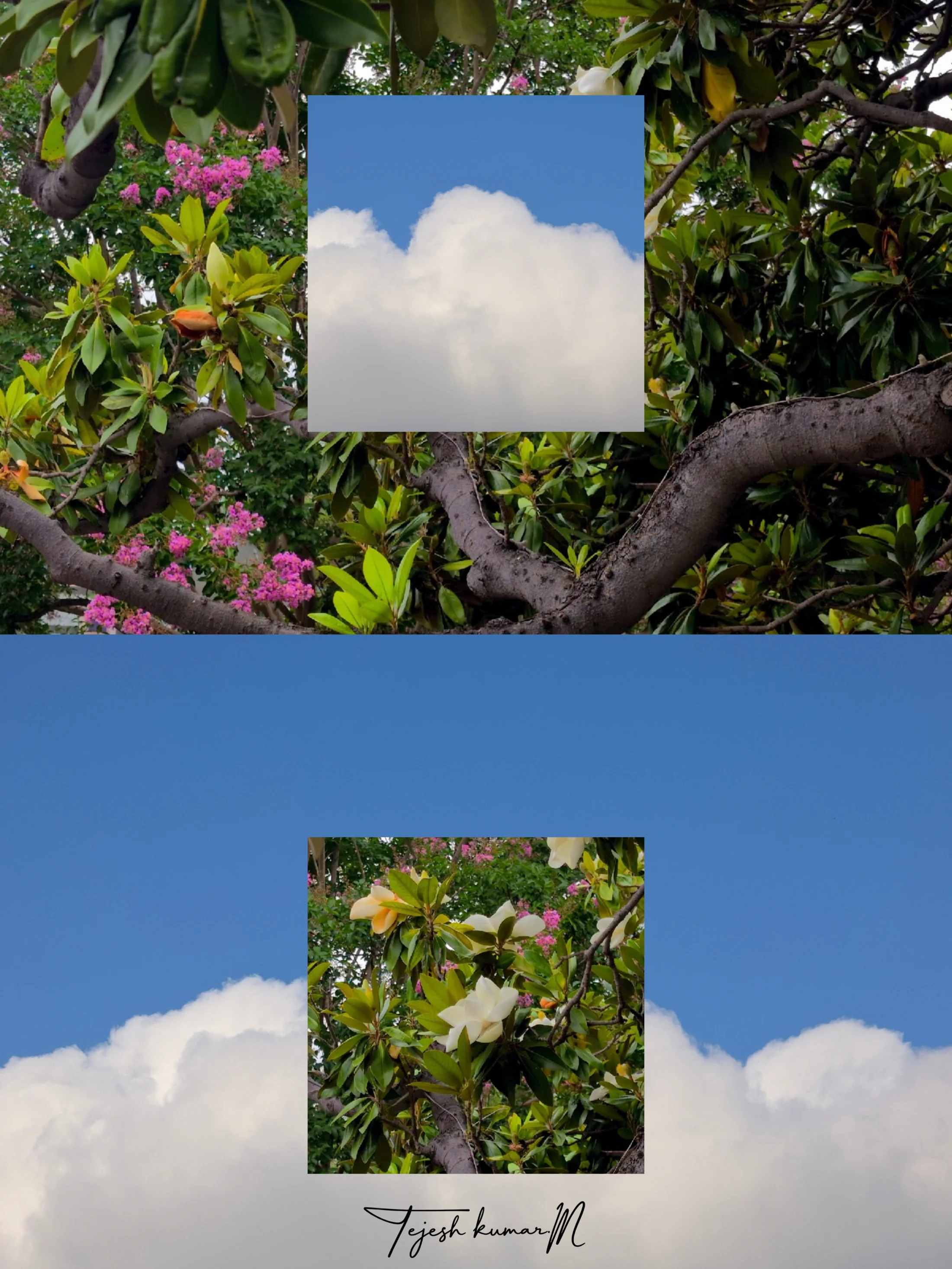 A two-part collage of garden foliage and clouds