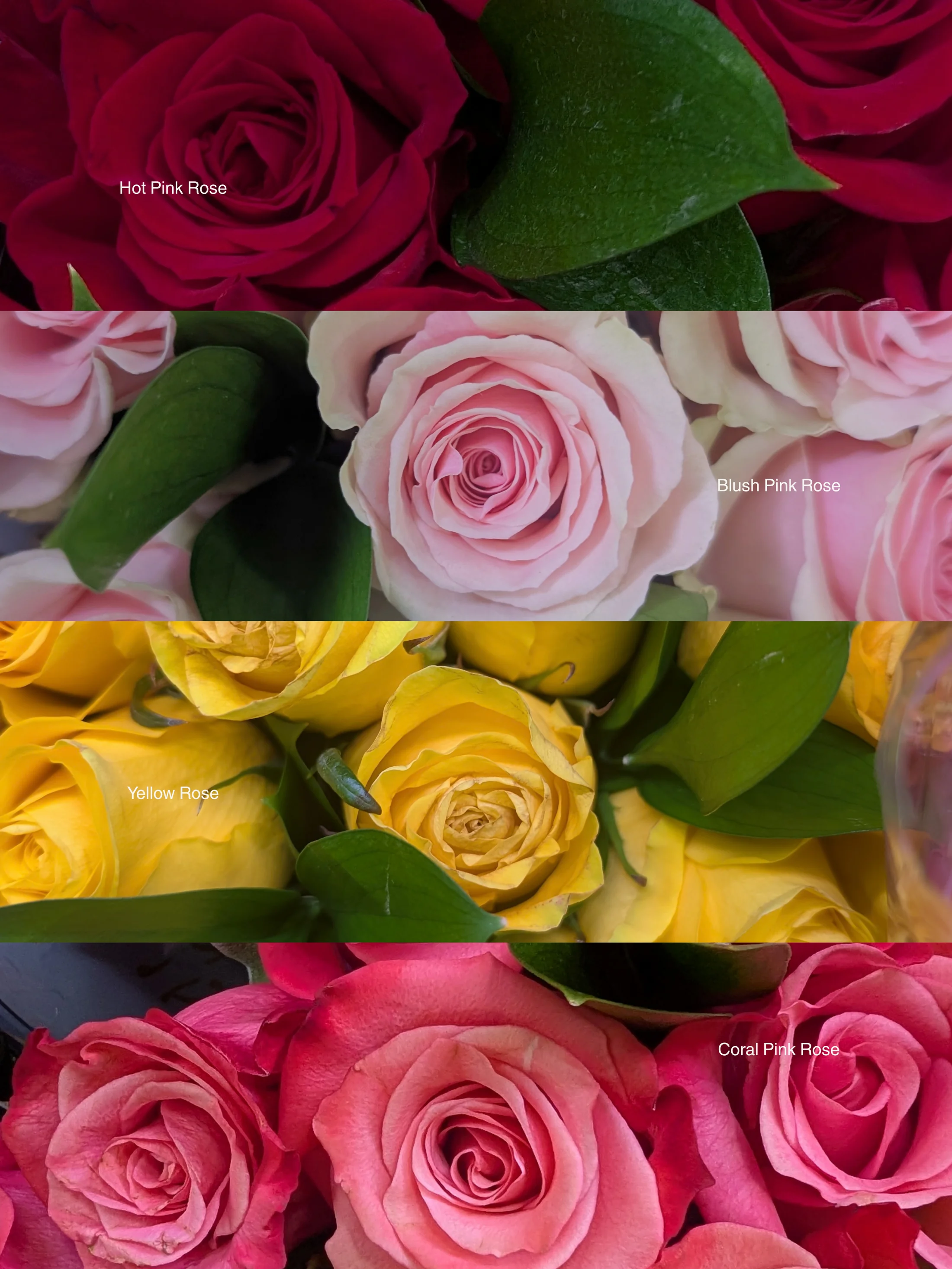 A three-part collage of red, pink, and yellow roses
